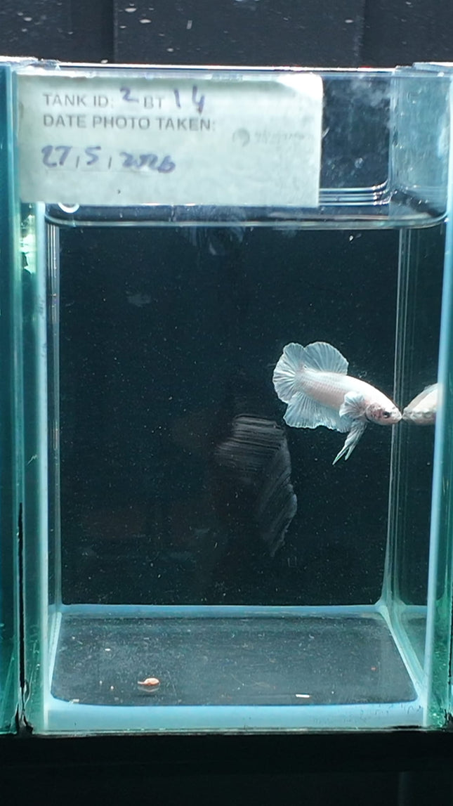 2BT14 - [ARRIVED 27 - MAY - 2026] Halfmoon Plakat Elephant Ear Betta Male - Nano Tanks Australia