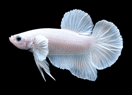 2BT14 - [ARRIVED 27-MAY-2026] Halfmoon Plakat Elephant Ear Betta Male - Nano Tanks Australia
