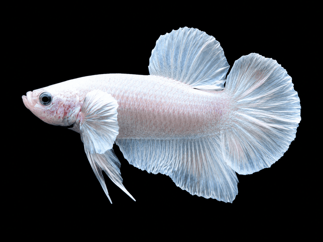 2BT14 - [ARRIVED 27-MAY-2026] Halfmoon Plakat Elephant Ear Betta Male - Nano Tanks Australia