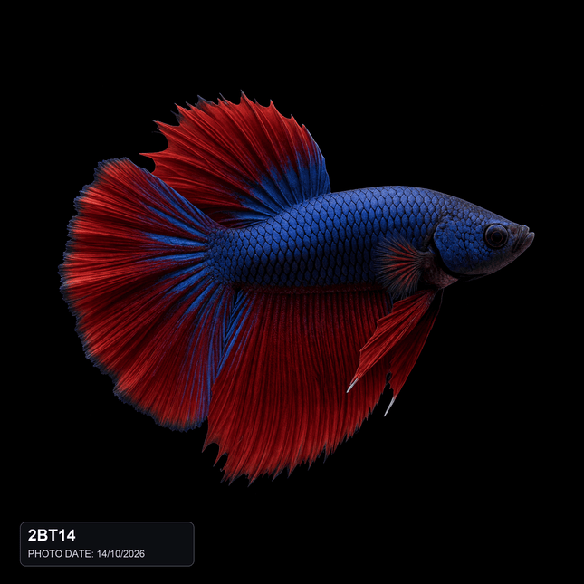 2BT14 - Blue and Red Bicolor Halfmoon Male - Nano Tanks Australia