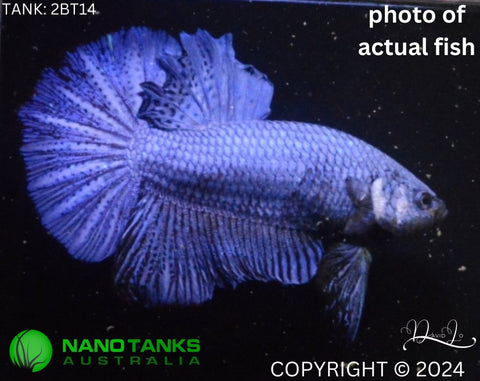 2BT14 - Blue Giant Halfmoon Plakat Betta Male - Nano Tanks Australia Aquarium Shop