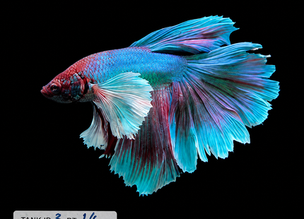 2BT14 - Halfmoon Plakat Elephant Ear Betta Male - Nano Tanks Australia