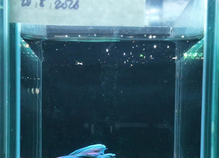 2BT14 - Halfmoon Plakat Elephant Ear Betta Male - Nano Tanks Australia