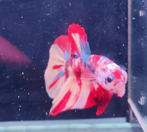 2BT14 - Koi Nemo Giant Halfmoon Betta Male - Nano Tanks Australia Aquarium Shop