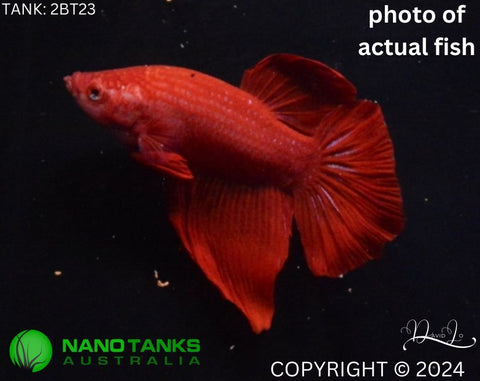 2BT14 - Red Giant Halfmoon Betta Male (2bt23) - Nano Tanks Australia Aquarium Shop