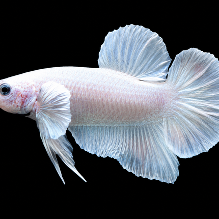 2BT14 - [ARRIVED 27-MAY-2026] Halfmoon Plakat Elephant Ear Betta Male
