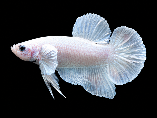 2BT14 - [ARRIVED 27-MAY-2026] Halfmoon Plakat Elephant Ear Betta Male