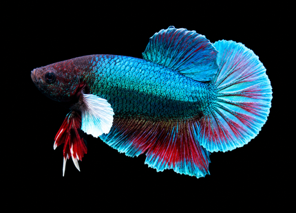 2BT15 - [ARRIVED 27-MAY-2026] Halfmoon Plakat Elephant Ear Betta Male - Nano Tanks Australia