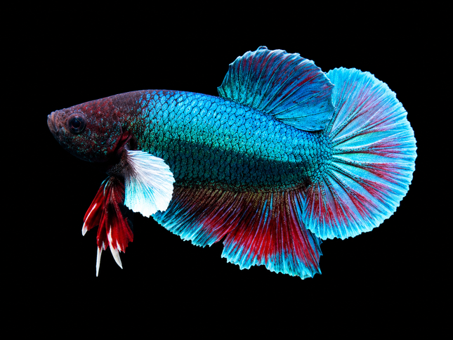 2BT15 - [ARRIVED 27-MAY-2026] Halfmoon Plakat Elephant Ear Betta Male - Nano Tanks Australia