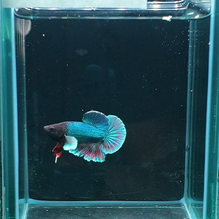 2BT15 - [ARRIVED 27 - MAY - 2026] Halfmoon Plakat Elephant Ear Betta Male - Nano Tanks Australia
