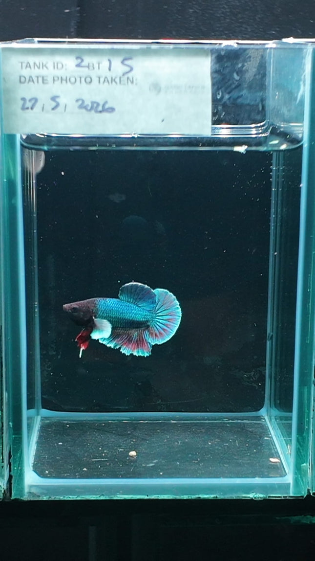 2BT15 - [ARRIVED 27 - MAY - 2026] Halfmoon Plakat Elephant Ear Betta Male - Nano Tanks Australia
