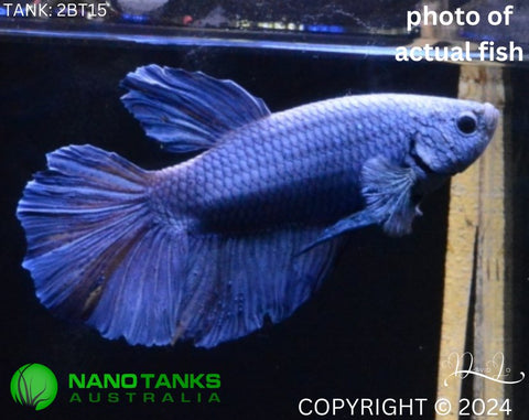 2BT15 - Blue Giant Halfmoon Plakat Betta Male - Nano Tanks Australia Aquarium Shop