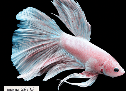 2BT15 - Halfmoon Plakat Elephant Ear Betta Male - Nano Tanks Australia