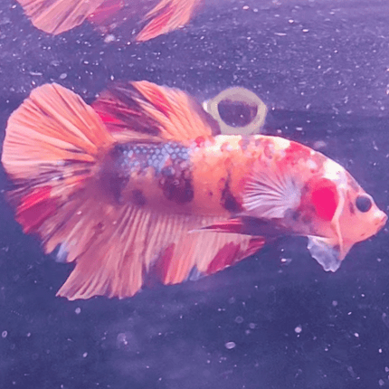 2BT15 - Koi Nemo Giant Plakat Betta Male - Nano Tanks Australia Aquarium Shop