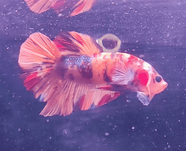 2BT15 - Koi Nemo Giant Plakat Betta Male - Nano Tanks Australia Aquarium Shop