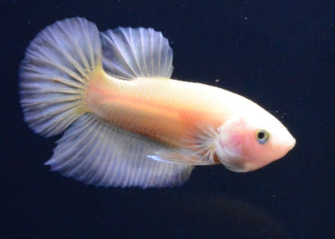 2BT15 - Yellow Halfmoon Plakat Betta Male (2bt44) - Nano Tanks Australia Aquarium Shop