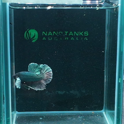 2BT16 - [ARRIVED 27 - MAY - 2026] Halfmoon Plakat Elephant Ear Betta Male - Nano Tanks Australia