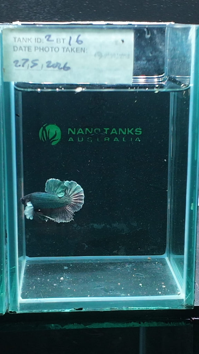 2BT16 - [ARRIVED 27 - MAY - 2026] Halfmoon Plakat Elephant Ear Betta Male - Nano Tanks Australia