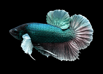 2BT16 - [ARRIVED 27-MAY-2026] Halfmoon Plakat Elephant Ear Betta Male - Nano Tanks Australia