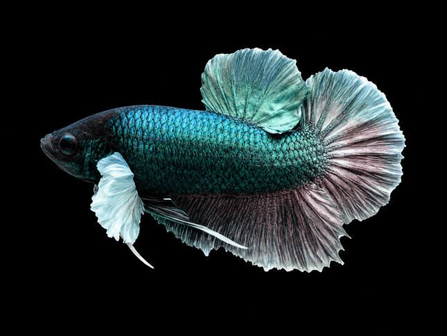 2BT16 - [ARRIVED 27-MAY-2026] Halfmoon Plakat Elephant Ear Betta Male - Nano Tanks Australia