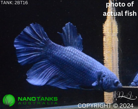 2BT16 - Blue Giant Halfmoon Plakat Betta Male - Nano Tanks Australia Aquarium Shop