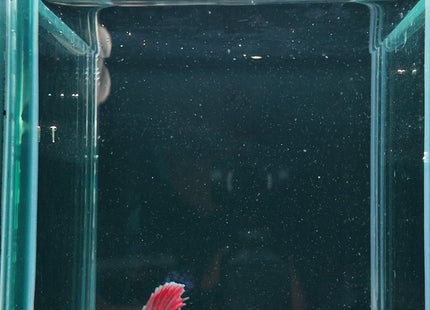 2BT16 - Halfmoon Elephant Ear Betta Male - Nano Tanks Australia