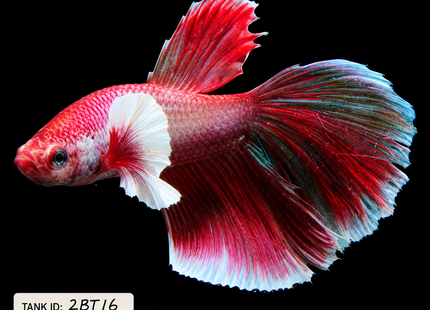 2BT16 - Halfmoon Elephant Ear Betta Male - Nano Tanks Australia