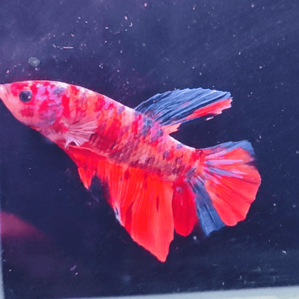 2BT16 - Koi Nemo Giant Plakat Betta Male - Nano Tanks Australia Aquarium Shop