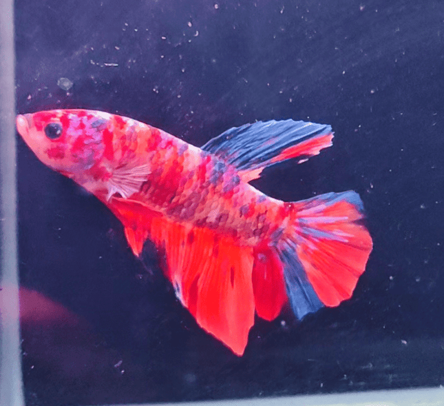 2BT16 - Koi Nemo Giant Plakat Betta Male - Nano Tanks Australia Aquarium Shop