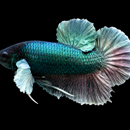 2BT16 - [ARRIVED 27-MAY-2026] Halfmoon Plakat Elephant Ear Betta Male