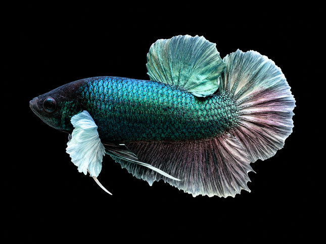2BT16 - [ARRIVED 27-MAY-2026] Halfmoon Plakat Elephant Ear Betta Male