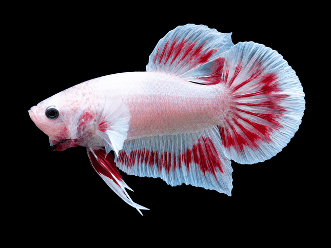 2BT21 - [ARRIVED 27-MAY-2026] Halfmoon Plakat Elephant Ear Betta Male - Nano Tanks Australia
