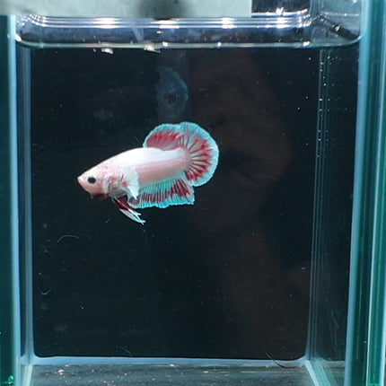 2BT21 - [ARRIVED 27 - MAY - 2026] Halfmoon Plakat Elephant Ear Betta Male - Nano Tanks Australia