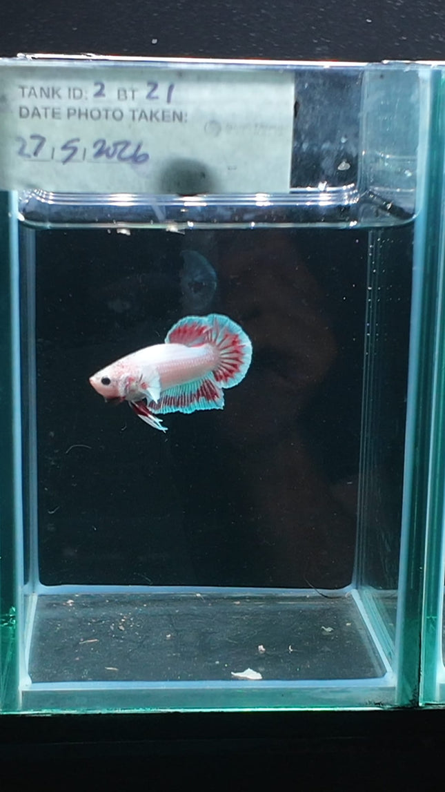 2BT21 - [ARRIVED 27 - MAY - 2026] Halfmoon Plakat Elephant Ear Betta Male - Nano Tanks Australia