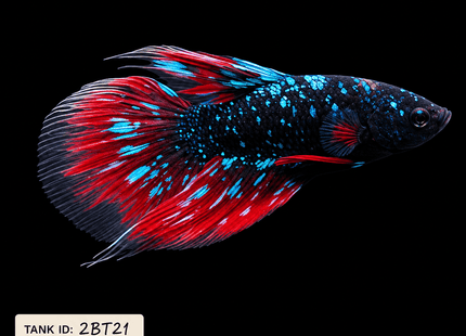 2BT21 - Black Base Red Galaxy Koi Betta Male - Nano Tanks Australia