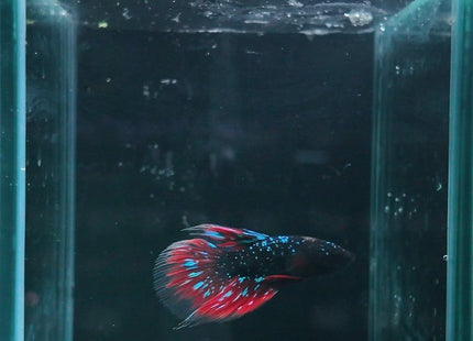 2BT21 - Black Base Red Galaxy Koi Betta Male - Nano Tanks Australia