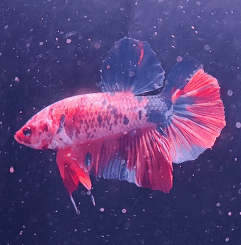 2BT21 - Koi Giant Halfmoon Plakat Betta Male - Nano Tanks Australia Aquarium Shop