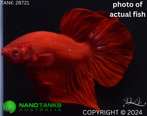 2BT21 - Red Giant Halfmoon Plakat Betta Male - Nano Tanks Australia Aquarium Shop