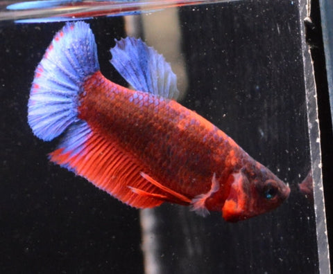 2BT21 - Red Hellboy Halfmoon Plakat Betta Male (4bt15) - Nano Tanks Australia Aquarium Shop