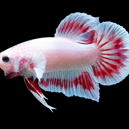 2BT21 - [ARRIVED 27-MAY-2026] Halfmoon Plakat Elephant Ear Betta Male