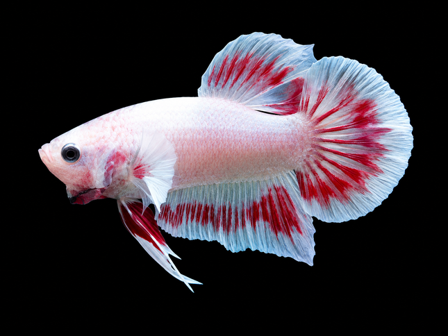 2BT21 - [ARRIVED 27-MAY-2026] Halfmoon Plakat Elephant Ear Betta Male