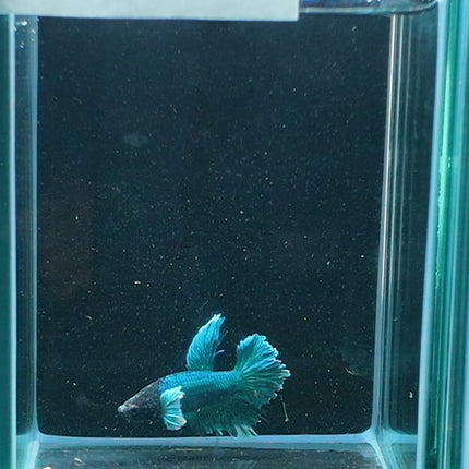2BT22 - [ARRIVED 27 - MAY - 2026] Halfmoon Plakat Elephant Ear Betta Male - Nano Tanks Australia