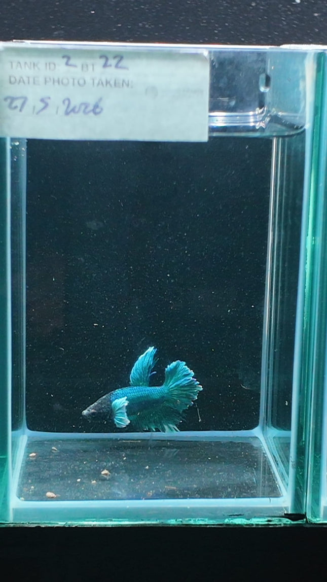 2BT22 - [ARRIVED 27 - MAY - 2026] Halfmoon Plakat Elephant Ear Betta Male - Nano Tanks Australia