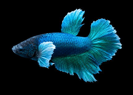 2BT22 - [ARRIVED 27-MAY-2026] Halfmoon Plakat Elephant Ear Betta Male - Nano Tanks Australia