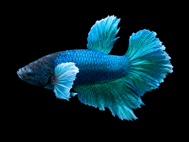2BT22 - [ARRIVED 27-MAY-2026] Halfmoon Plakat Elephant Ear Betta Male - Nano Tanks Australia