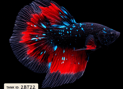 2BT22 - Black Base Red Galaxy Koi Betta Male - Nano Tanks Australia
