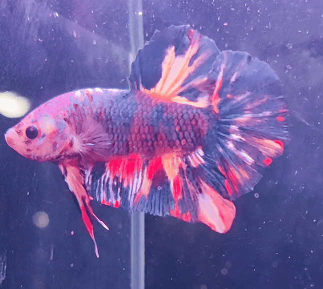 2BT22 - Koi Giant Halfmoon Plakat Betta Male - Nano Tanks Australia Aquarium Shop