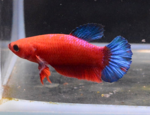 2BT22 - Red Hellboy Halfmoon Plakat Betta Male (4bt33) - Nano Tanks Australia Aquarium Shop