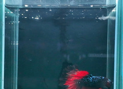 2BT23 - Black Base Red Galaxy Koi Betta Male - Nano Tanks Australia