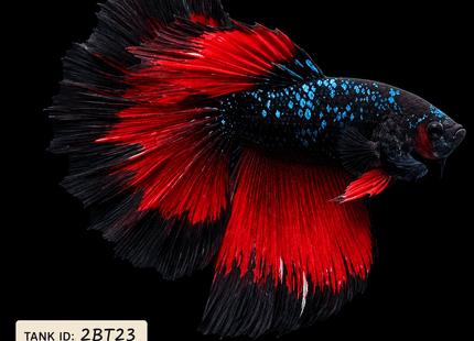 2BT23 - Black Base Red Galaxy Koi Betta Male - Nano Tanks Australia